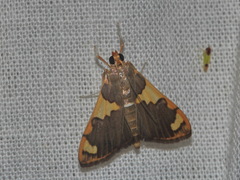 Rehimena phrynealis