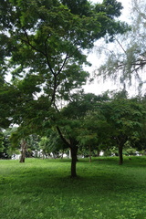 Anadenanthera peregrina