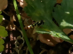 Ischiodon