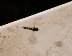 Ischiodon