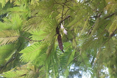 Anadenanthera peregrina