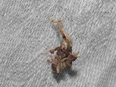 Sacada constrictalis