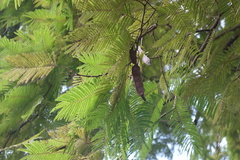 Anadenanthera peregrina