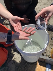 Aulorhynchus flavidus