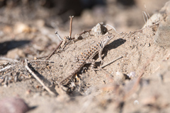 Liolaemus atacamensis