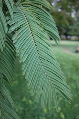 Anadenanthera peregrina