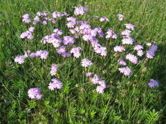 Primula nutans