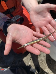 Aulorhynchus flavidus