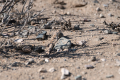 Liolaemus atacamensis