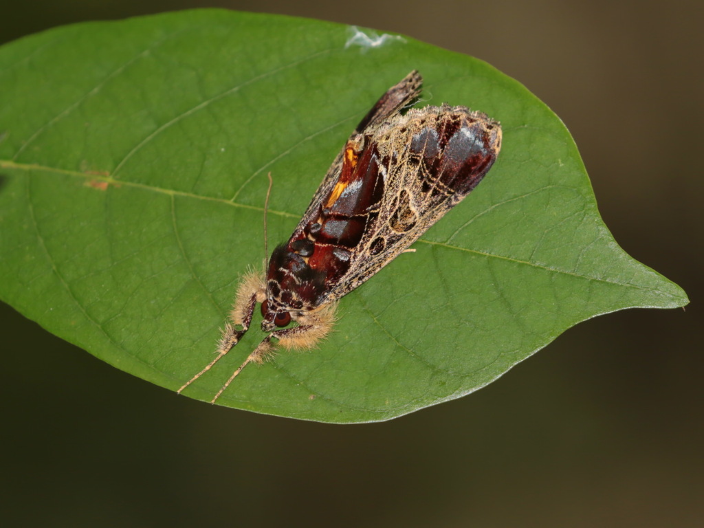 Sarbanissa venosa