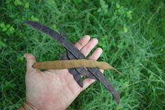 Anadenanthera peregrina