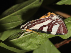 Sarbanissa vitalis