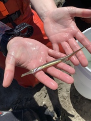 Aulorhynchus flavidus