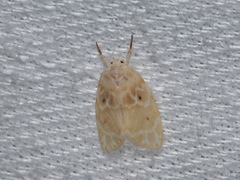 Schistophleps bipuncta