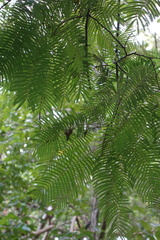 Anadenanthera peregrina