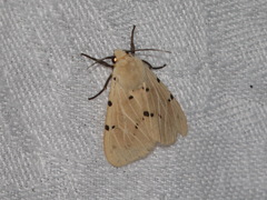 Spilosoma ummera