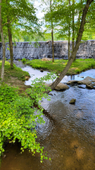 Vitis rotundifolia rotundifolia