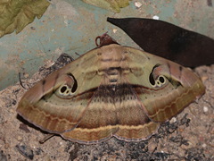 Spirama helicina