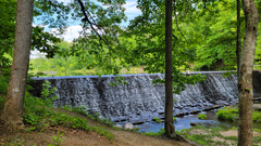 Vitis rotundifolia rotundifolia