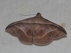 Tiruvaca subcostalis