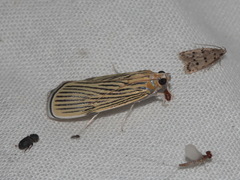 Tyspanodes linealis