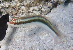 Clown Wrasse photo 5