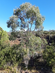 Eucalyptus nebulosa