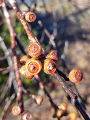 Eucalyptus nebulosa