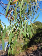 Eucalyptus nebulosa