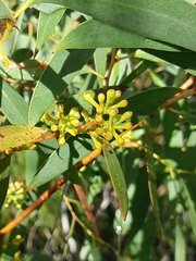 Eucalyptus nebulosa