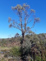 Eucalyptus nebulosa