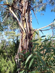 Eucalyptus nebulosa