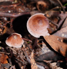 Mycena vinacea