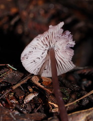 Mycena vinacea