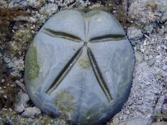 Clypeaster