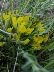 Astragalus buchtormensis