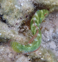 Xyrichtys splendens