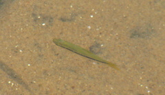 Rasbora daniconius