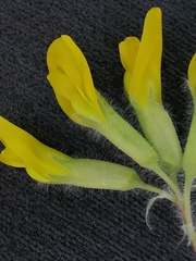 Astragalus buchtormensis