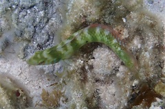 Xyrichtys splendens