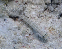 Gnatholepis thompsoni