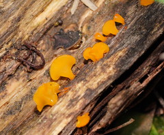 Heterotextus miltinus