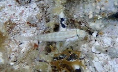 Gnatholepis thompsoni