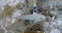 Gnatholepis thompsoni