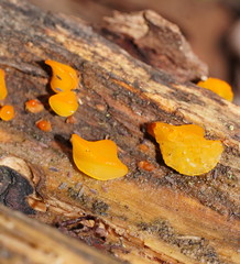 Heterotextus miltinus