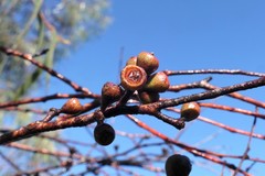 Eucalyptus nebulosa