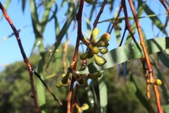 Eucalyptus nebulosa