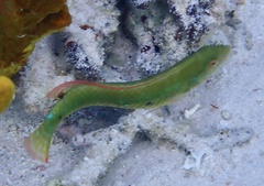Xyrichtys splendens