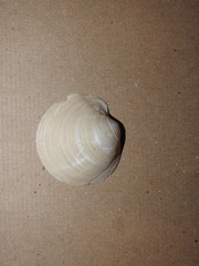 Anodontia alba