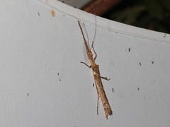 Trachythorax maculicollis